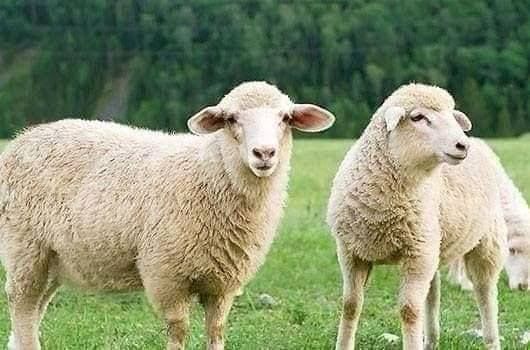 استيراد المواشي